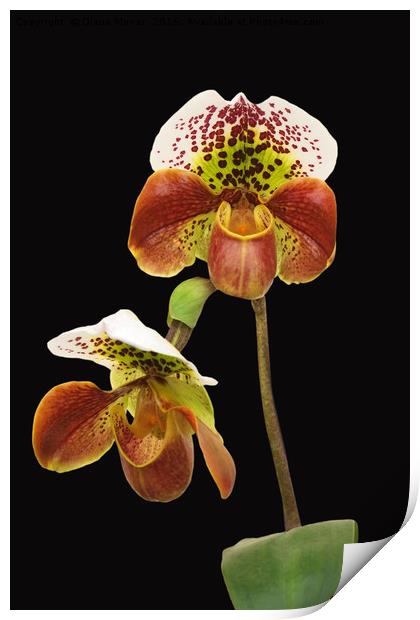 Slipper Orchid Print by Diana Mower