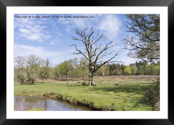 The skeleton of a tree at Mill Lawn in the New For Framed Mounted Print by Gordon Dimmer
