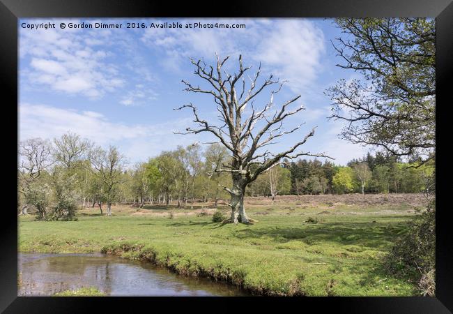 The skeleton of a tree at Mill Lawn in the New For Framed Print by Gordon Dimmer