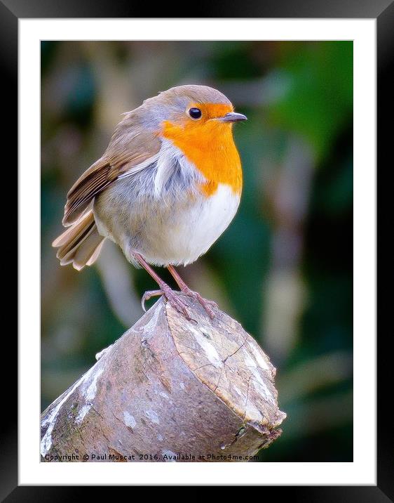 Robin Redbreast Framed Mounted Print by Paul Muscat