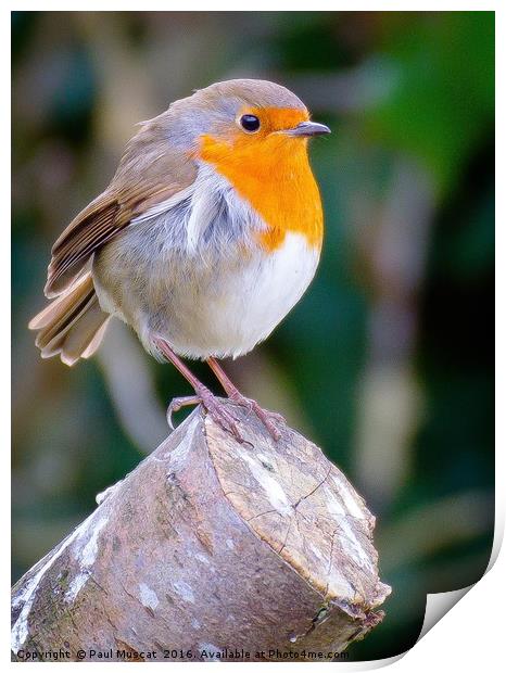 Robin Redbreast Print by Paul Muscat