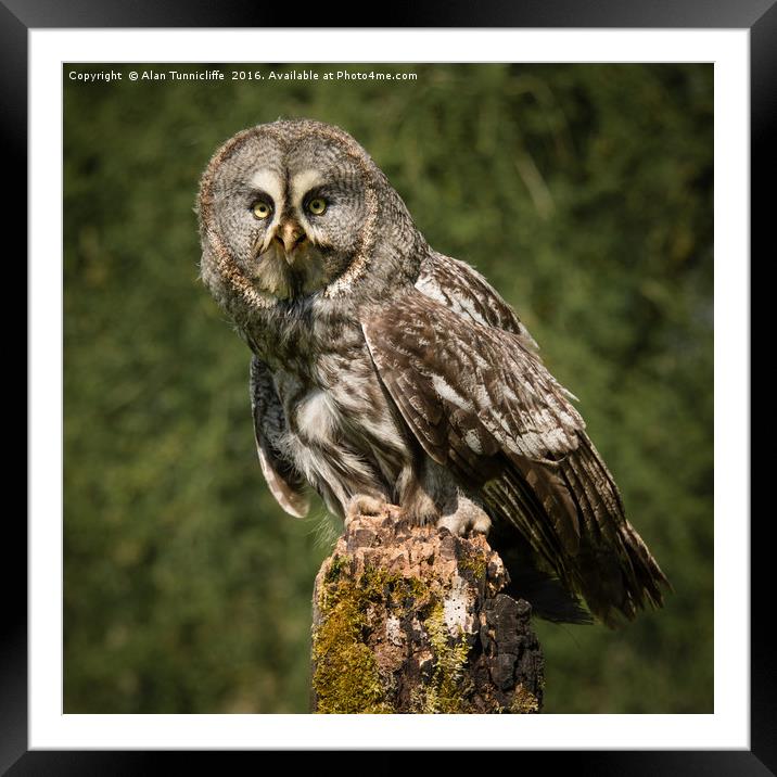 Great Grey owl Framed Mounted Print by Alan Tunnicliffe