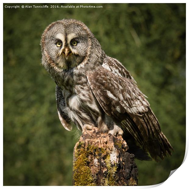 Great Grey owl Print by Alan Tunnicliffe