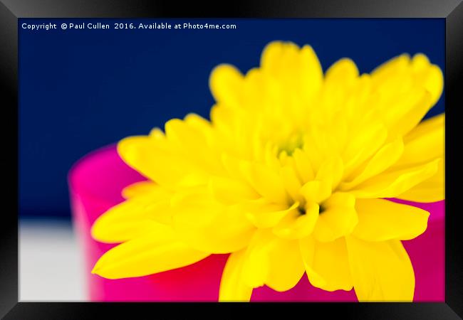 Yellow Chrysnthemum in a Pink beaker. Framed Print by Paul Cullen