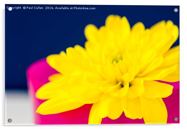 Yellow Chrysnthemum in a Pink beaker. Acrylic by Paul Cullen