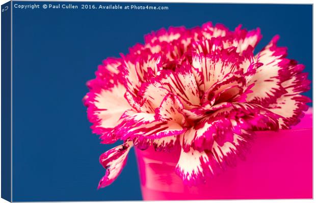 Pink and white Carnation. Canvas Print by Paul Cullen