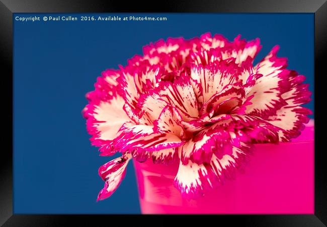 Pink and white Carnation. Framed Print by Paul Cullen
