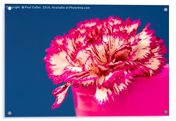 Pink and white Carnation. Acrylic by Paul Cullen
