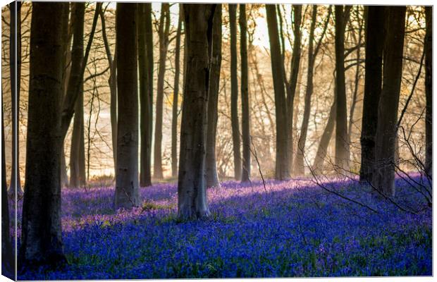 Bluebells Through The Woods Canvas Print by Kevin Browne