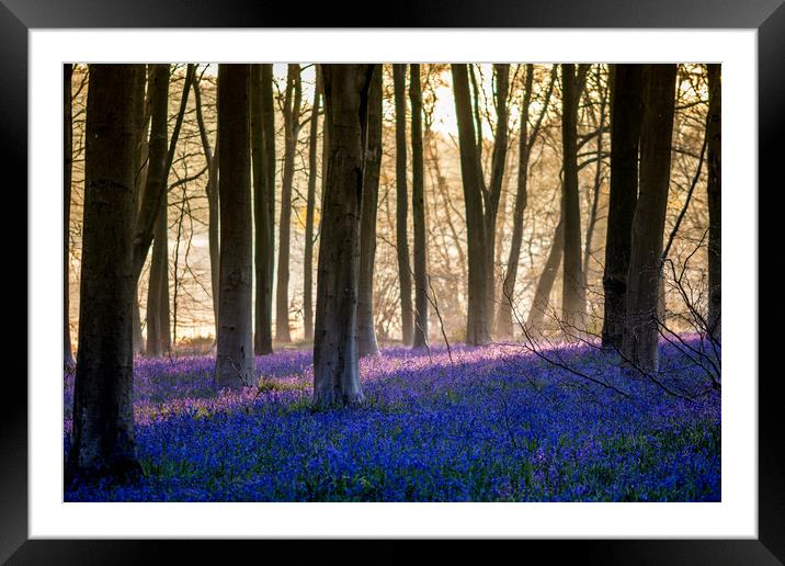 Bluebells Through The Woods Framed Mounted Print by Kevin Browne