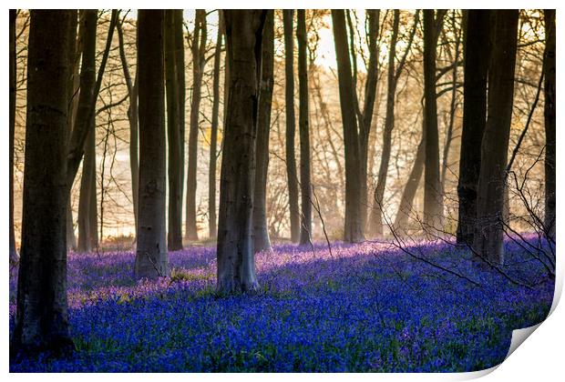 Bluebells Through The Woods Print by Kevin Browne