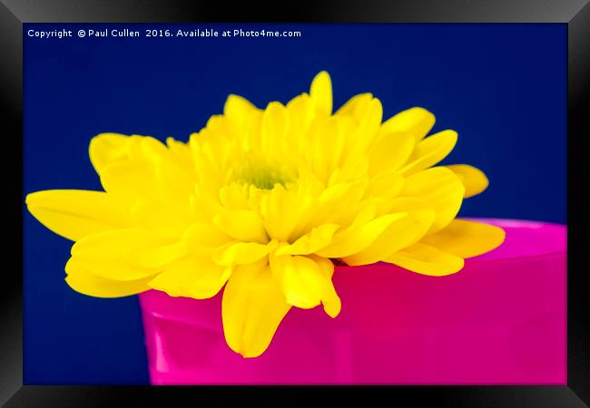 Yellow Chrysnthemum in a Pink beaker. Framed Print by Paul Cullen