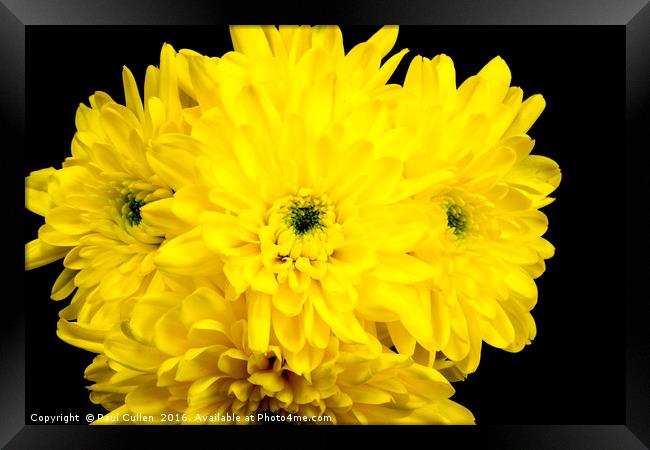Yellow Chrysnthemums on a black background. Framed Print by Paul Cullen
