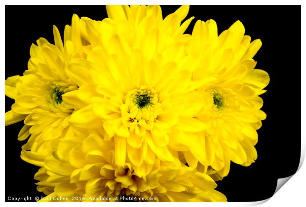 Yellow Chrysnthemums on a black background. Print by Paul Cullen
