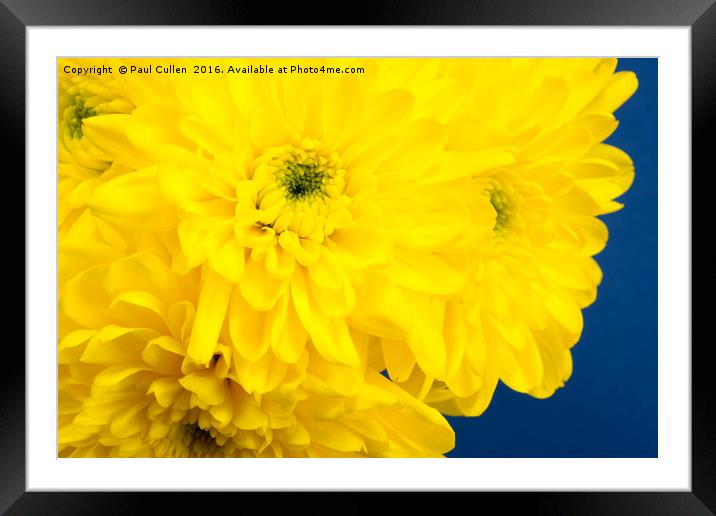 Yellow Chrysnthemums on a blue background. Framed Mounted Print by Paul Cullen