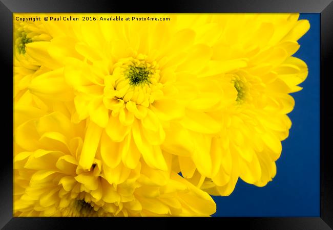 Yellow Chrysnthemums on a blue background. Framed Print by Paul Cullen