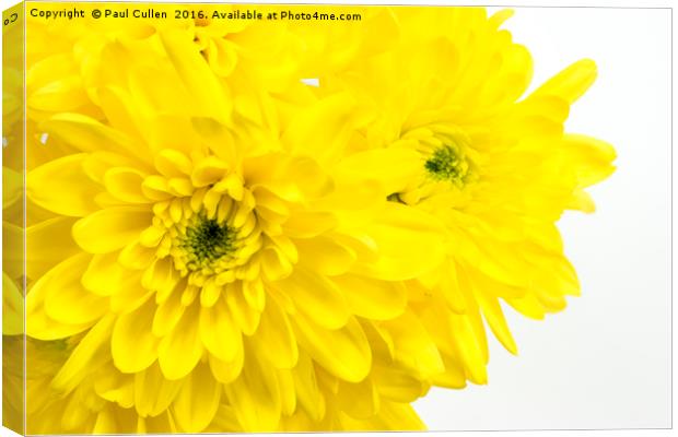 Yellow Chrysanthemum on a white background. Canvas Print by Paul Cullen