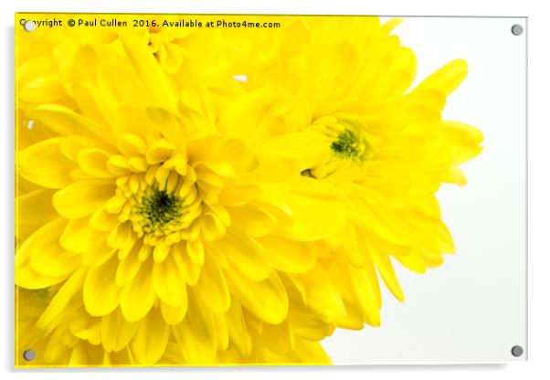 Yellow Chrysanthemum on a white background. Acrylic by Paul Cullen