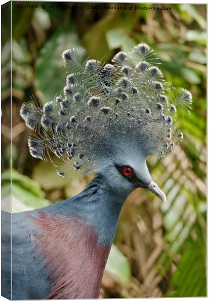 The Victoria Crowned Pigeon Canvas Print by rawshutterbug 