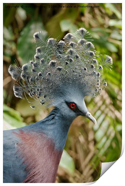 The Victoria Crowned Pigeon Print by rawshutterbug 