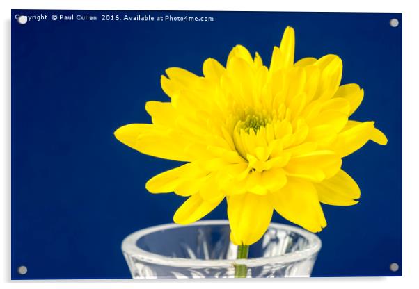 Yellow Chrysanthemum Acrylic by Paul Cullen