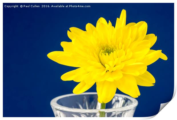 Yellow Chrysanthemum Print by Paul Cullen