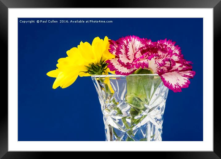 Yellow Chrysanthemum - Pink Carnation Framed Mounted Print by Paul Cullen