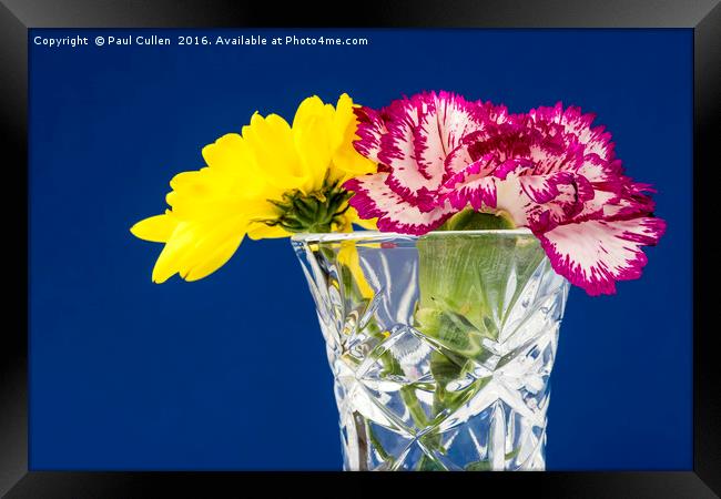 Yellow Chrysanthemum - Pink Carnation Framed Print by Paul Cullen