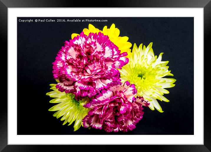 Chrysanthemums and Carnations. Framed Mounted Print by Paul Cullen