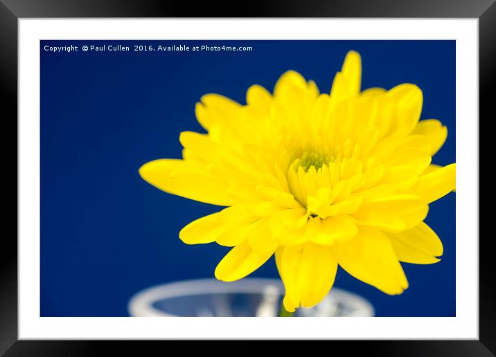 Yellow Chrysnthemum on a blue background. Framed Mounted Print by Paul Cullen
