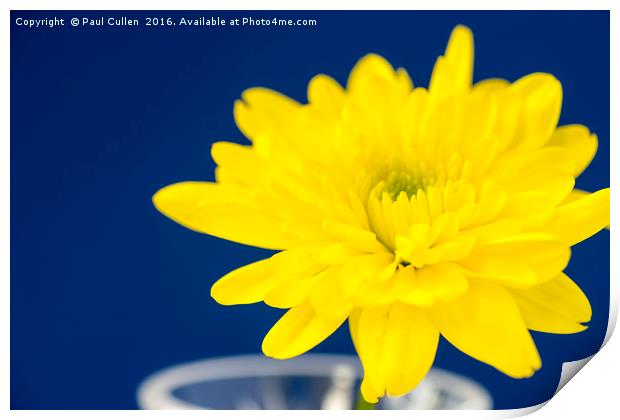 Yellow Chrysnthemum on a blue background. Print by Paul Cullen