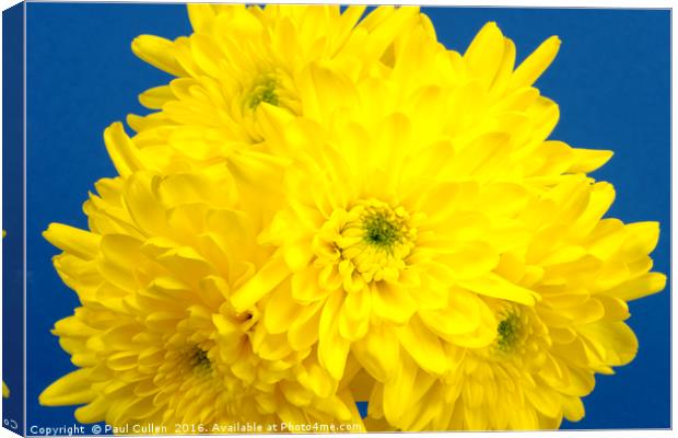 Yellow Chrysnthemums on a blue background. Canvas Print by Paul Cullen
