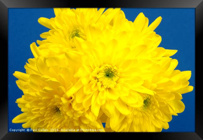 Yellow Chrysnthemums on a blue background. Framed Print by Paul Cullen