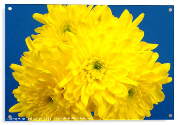 Yellow Chrysnthemums on a blue background. Acrylic by Paul Cullen