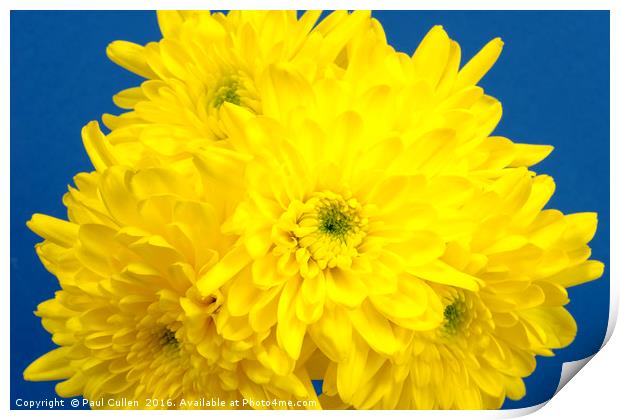 Yellow Chrysnthemums on a blue background. Print by Paul Cullen