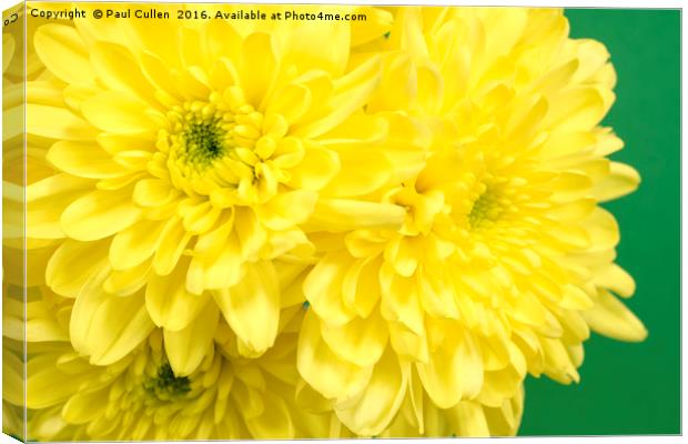 Yellow Chrysanthemums on a green background. Canvas Print by Paul Cullen