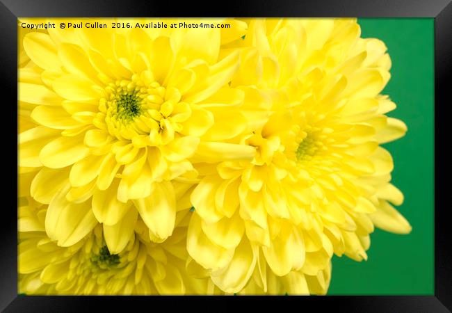 Yellow Chrysanthemums on a green background. Framed Print by Paul Cullen