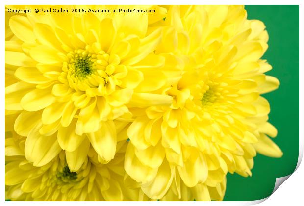 Yellow Chrysanthemums on a green background. Print by Paul Cullen