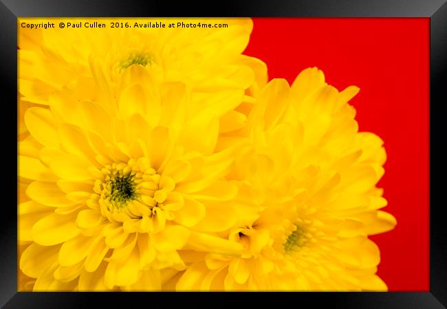 Yellow Chrysanthemums on a red background. Framed Print by Paul Cullen