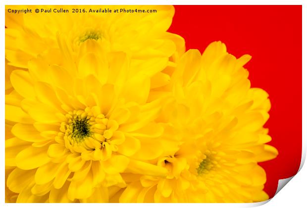 Yellow Chrysanthemums on a red background. Print by Paul Cullen