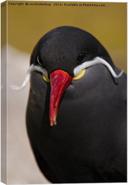 The Striking Inca Tern: A Moustachioed Beauty Canvas Print by rawshutterbug 