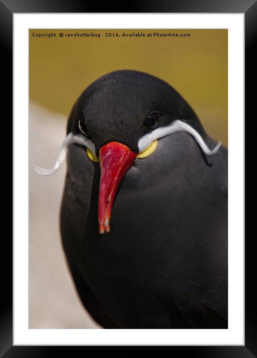 The Striking Inca Tern: A Moustachioed Beauty Framed Mounted Print by rawshutterbug 