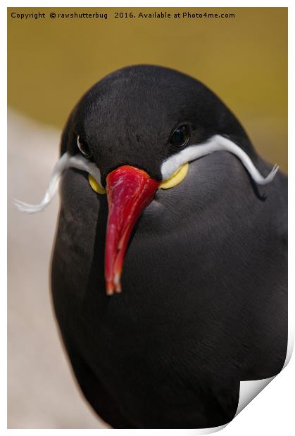 The Striking Inca Tern: A Moustachioed Beauty Print by rawshutterbug 