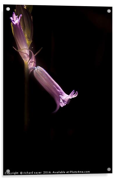 Spring Glow Acrylic by richard sayer