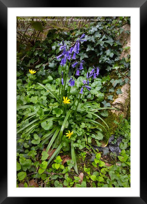 Bluebells , Celandine & Ivy Framed Mounted Print by Wayne Molyneux