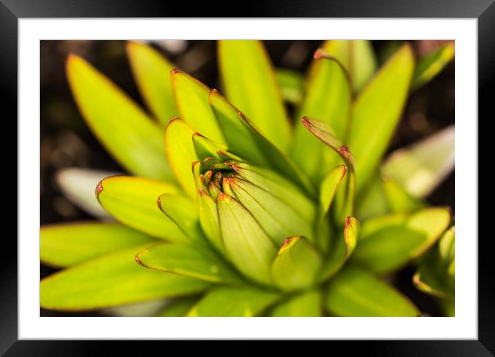 Lily Bud Framed Mounted Print by Steve Purnell