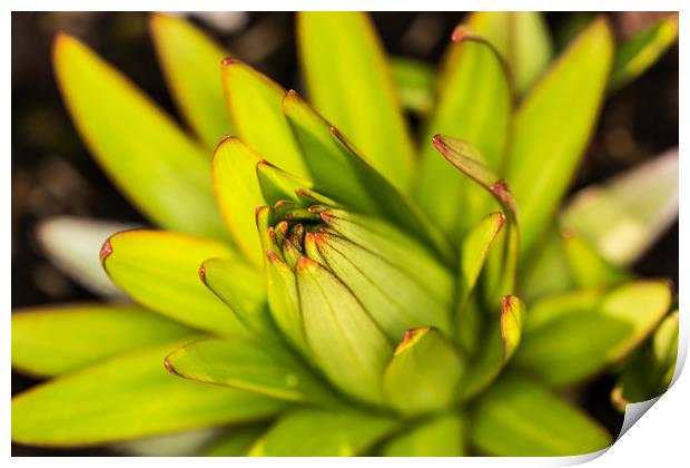 Lily Bud Print by Steve Purnell