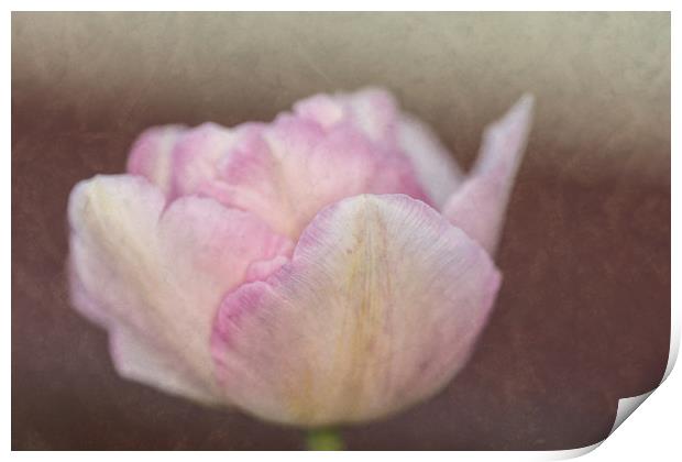 Solitary Tulip Print by Steve Purnell