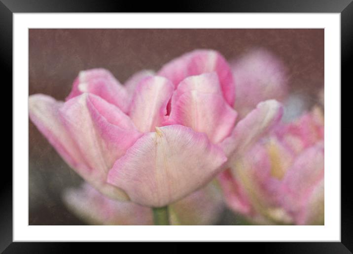 Tulips With Texture Framed Mounted Print by Steve Purnell
