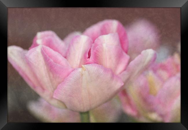 Tulips With Texture Framed Print by Steve Purnell